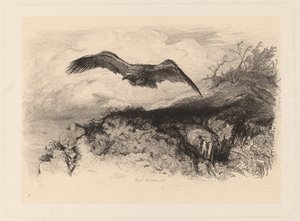 Águila en vuelo de Karl Bodmer