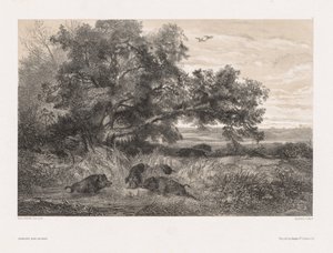 Animals and Landscape after Nature:  Wild Boar in a Pond de Karl Bodmer