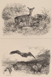 Ciervo, Águila de Karl Bodmer