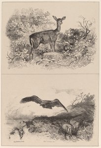 Ciervo, Águila de Karl Bodmer