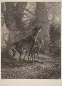  de Karl Bodmer