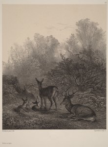 Ciervas en reposo de Karl Bodmer