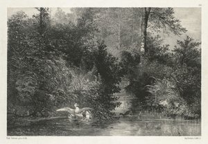 Canards (Patos) de Karl Bodmer