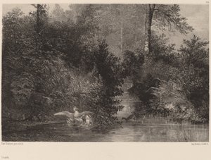 Patos de Karl Bodmer
