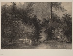 Patos de Karl Bodmer