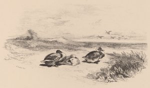 Canards Sauvages de Karl Bodmer