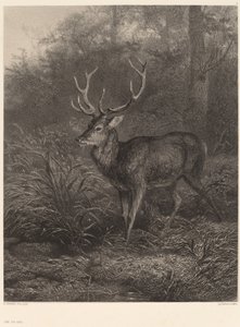 Ciervo de diez corsos de Karl Bodmer