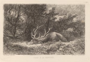 Ciervo en Reposo de Karl Bodmer