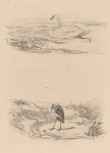 Cisne, garza de Karl Bodmer