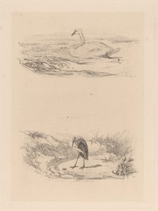 Cisne, garza de Karl Bodmer