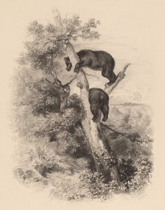 Dos osos de Karl Bodmer
