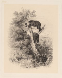 Dos osos de Karl Bodmer