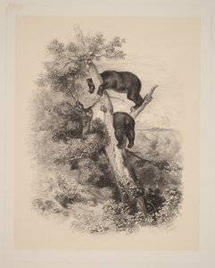  de Karl Bodmer