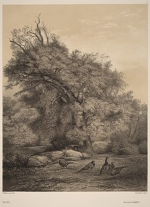 Faisanes de Karl Bodmer