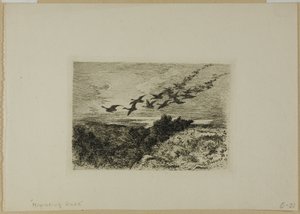 Gansos voladores