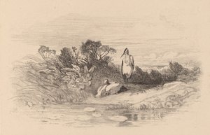 Garzas de Karl Bodmer