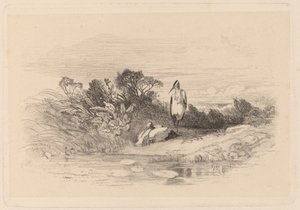 Garzas de Karl Bodmer