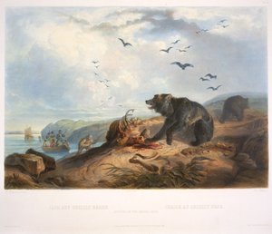 Caza del Oso Grizzly