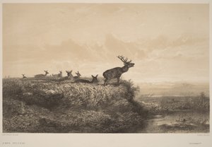 La mañana de Karl Bodmer