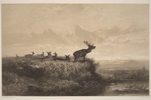 La mañana. Ciervo y ciervas de Karl Bodmer