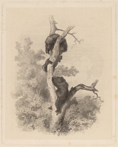Les Ours (Los Osos) de Karl Bodmer