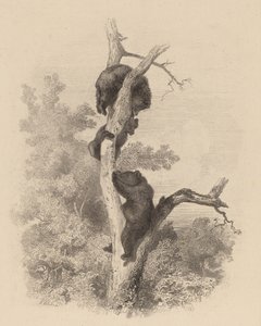 Los osos, 1858-1874 de Karl Bodmer