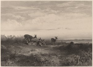 Los ciervos de Karl Bodmer