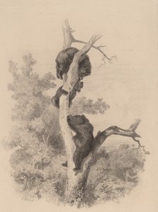 Los osos de Karl Bodmer