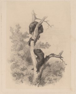 Los Osos de Karl Bodmer