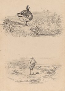 Oie, Garza de Karl Bodmer