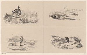 Gansos, cisnes, garzas de Karl Bodmer