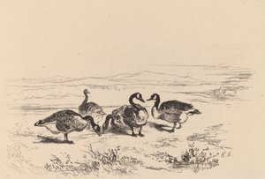 Gansos barnacla de Karl Bodmer