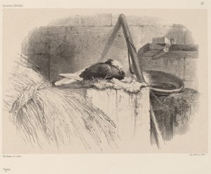 Paloma de Karl Bodmer