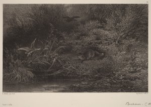 Zorro al acecho de Karl Bodmer