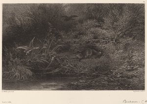 Zorro al acecho de Karl Bodmer