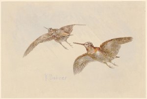  de Karl Bodmer