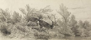 Ciervo en el bosque de Karl Bodmer