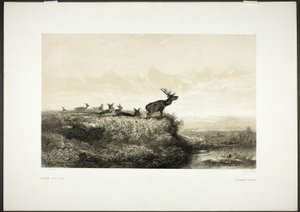 Por la mañana: Ciervos y ciervas de Karl Bodmer