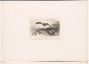 Águila volando Paisajes con animales (título de serie) de Karl Bodmer
