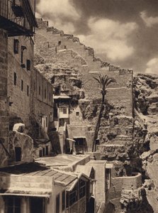 Mar Saba, Palma de San Sabas (foto b/n)