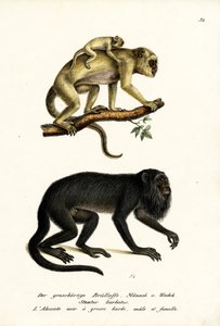Monos aulladores negros, 1824