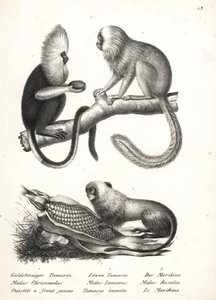Tití cabeciblanco, Callithrix flaviceps (en peligro de extinción) 1, y tití león dorado, Leontopithecus rosalia (en peligro de extinción) 2,3. Litografía de Karl Joseph Brodtmann de la Historia natural ilustrada de hombres y animales de Heinrich Rudolf Sch