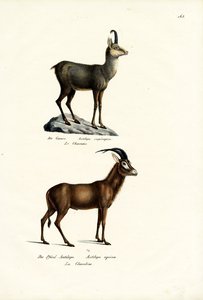 Gamuza, 1824 de Karl Joseph Brodtmann