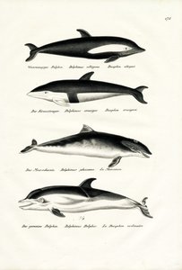 Diferentes tipos de delfines, 1824 de Karl Joseph Brodtmann