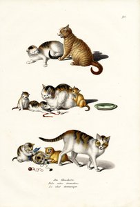 Gatos Domésticos, 1824 de Karl Joseph Brodtmann