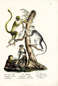 Mono verde, 1824