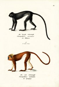 Langur Hanuman, 1824 de Karl Joseph Brodtmann