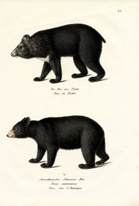 Oso Negro del Himalaya, 1824 de Karl Joseph Brodtmann