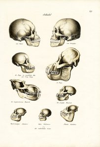 Calaveras humanas, 1824 de Karl Joseph Brodtmann