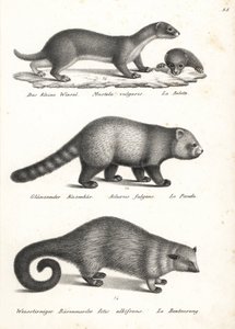 Comadreja menor, Mustela nivalis 1, panda rojo, Ailurus fulgens 2, vulnerable, y gato oso, Arctictis binturong 3, vulnerable. Litografía de Karl Joseph Brodtmann de la Historia natural ilustrada de hombres y animales de Heinrich Rudolf Schinz. de Karl Joseph Brodtmann